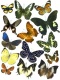 butterlies on a white background jpg